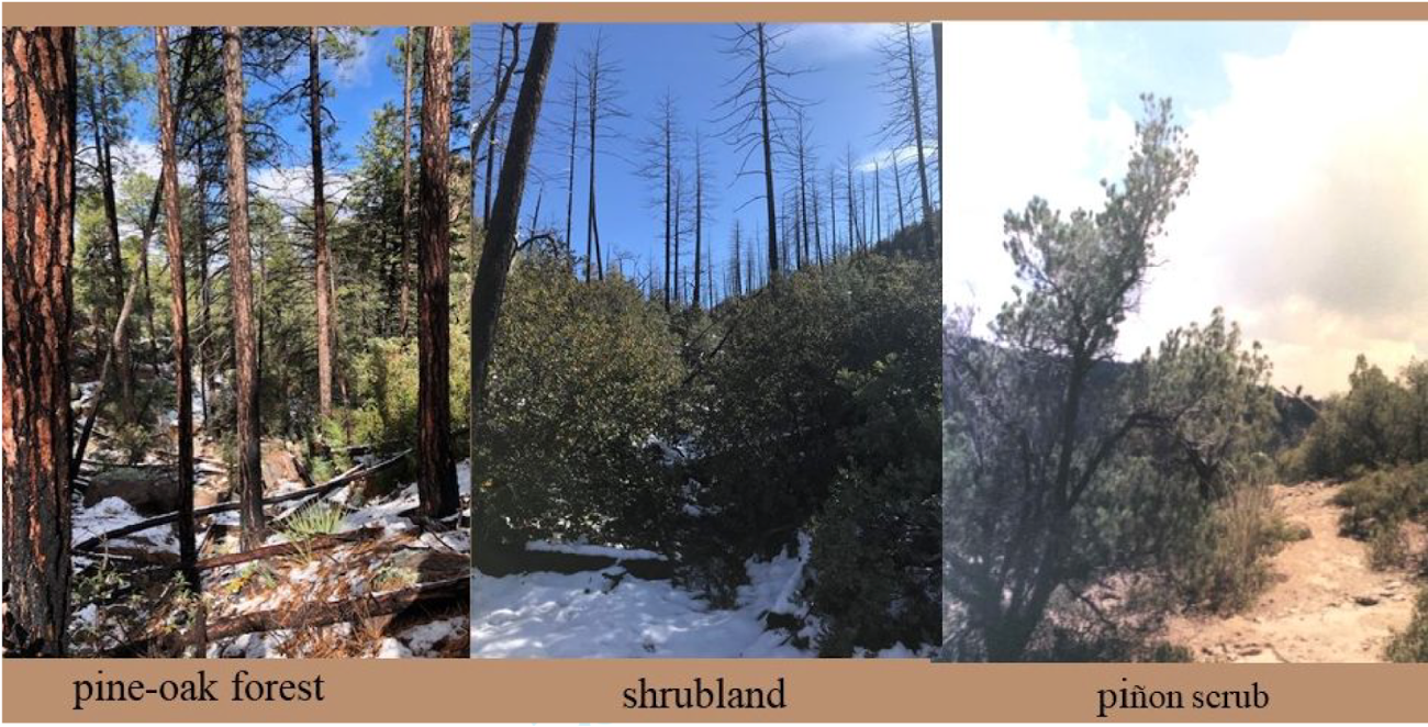 before and after a forest fire